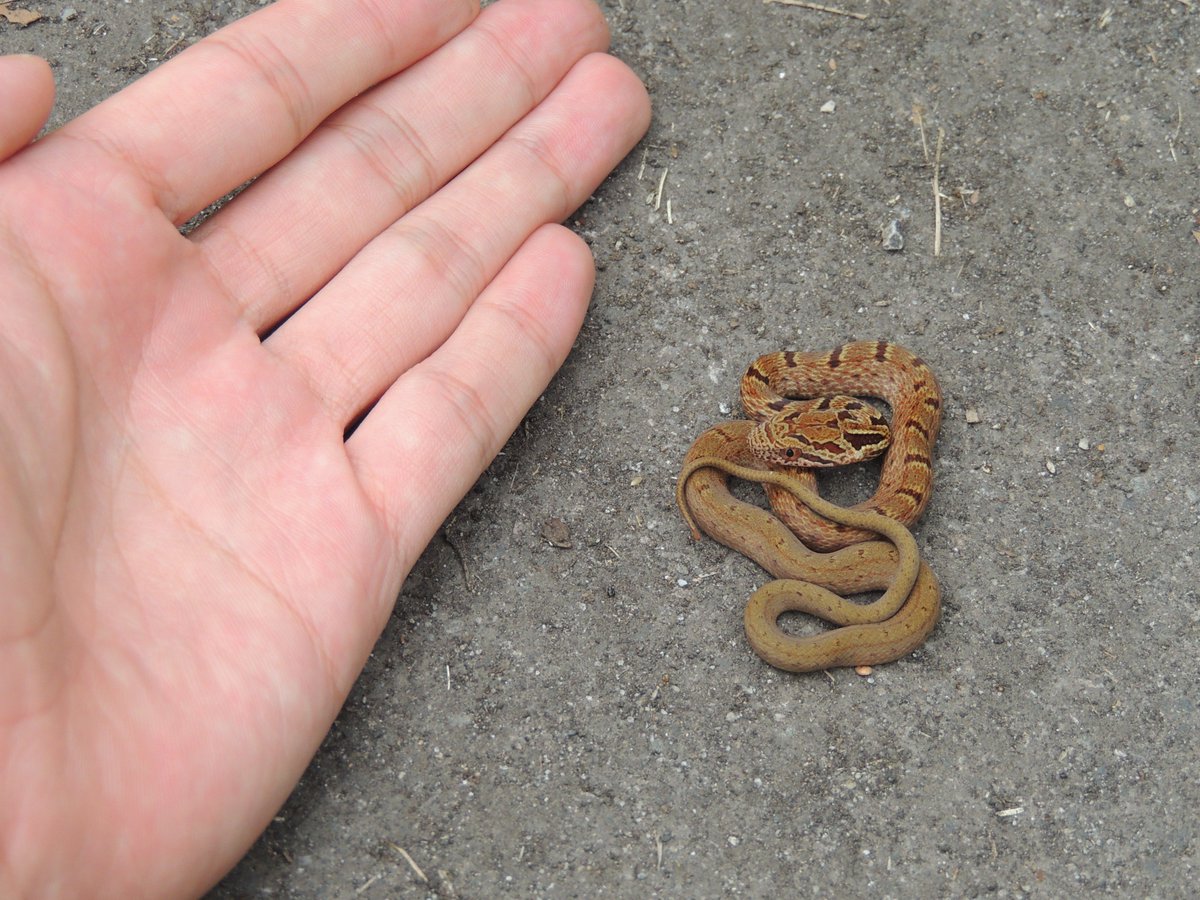 蛾夢 アスファルトの上で体を温めていた蛇の赤ちゃん ジムグリの幼蛇のようだ笑