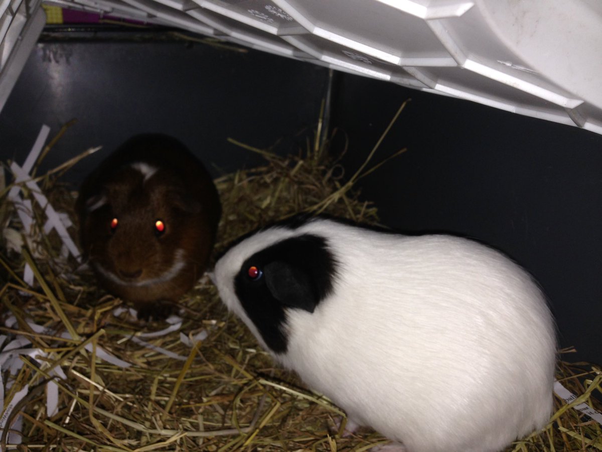 Lovely having Lola and snowy stay #guineapig #guineapigboarding #bestfriends #bunnyboarding #norwich #norwichhour 🐹