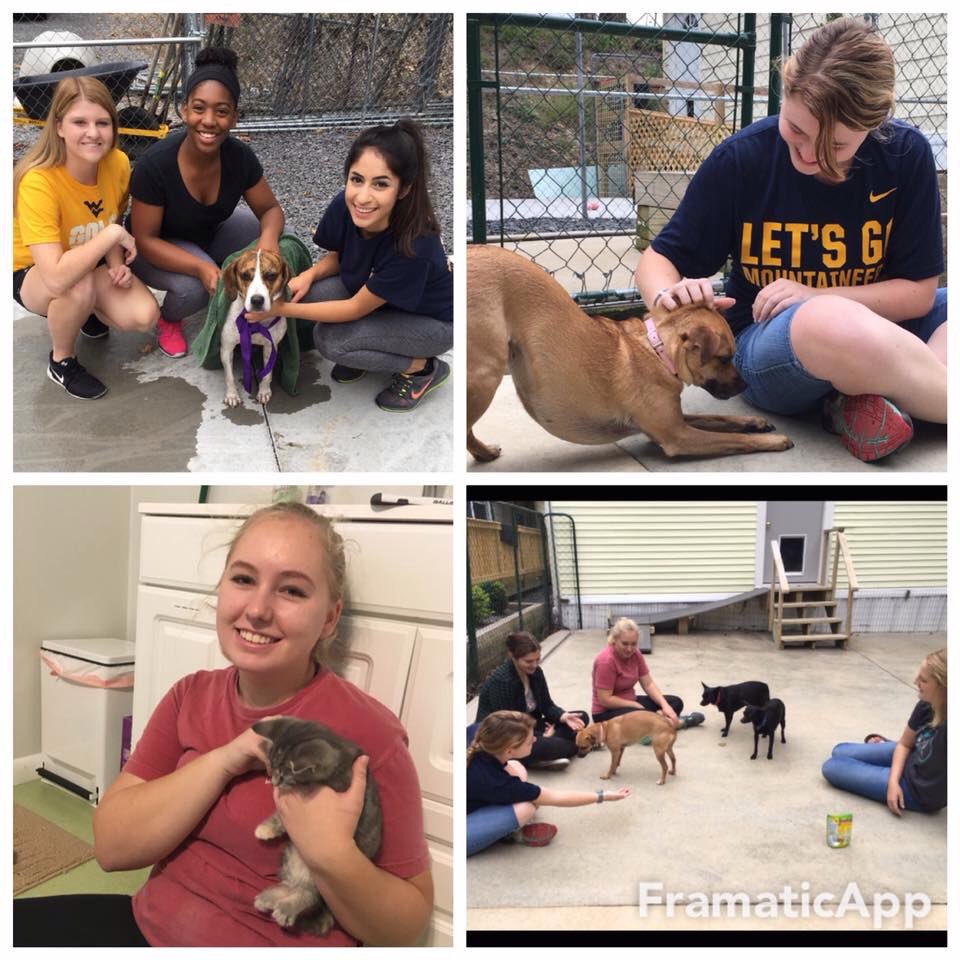wvustatler's tweet photo. Our students are the best! @taubetapi volunteered to help flood relief efforts, while @WVU_SWE was at Animal Friends! https://t.co/8vJltoJ7Vh