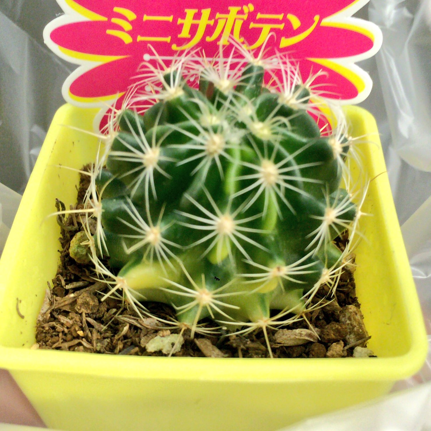 ギン ダイソーで斑入りのサボテン見つけて迷わずお買い上げした 多分持ってる種類やと思うけど名前わからんやつ 柄入りかわいい 100均あなどれんな T Co Enj0oezihy Twitter