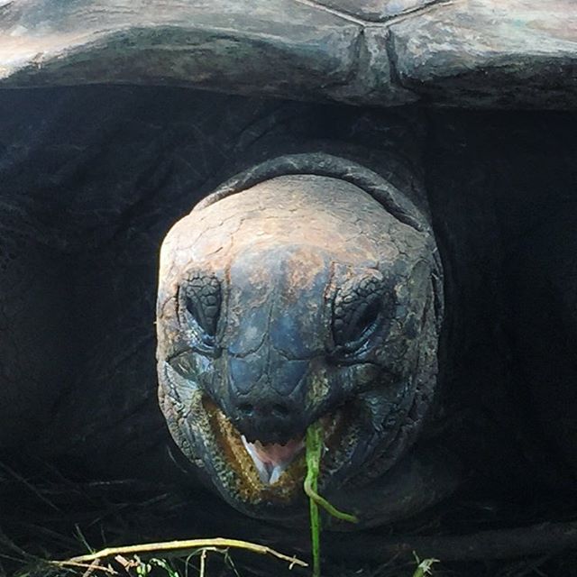 NomadGio's tweet photo. How to get over a 100yrs old: eat slow - move slow - live in paradise. #seychelles #turtle https://t.co/yKs2vNAyRS