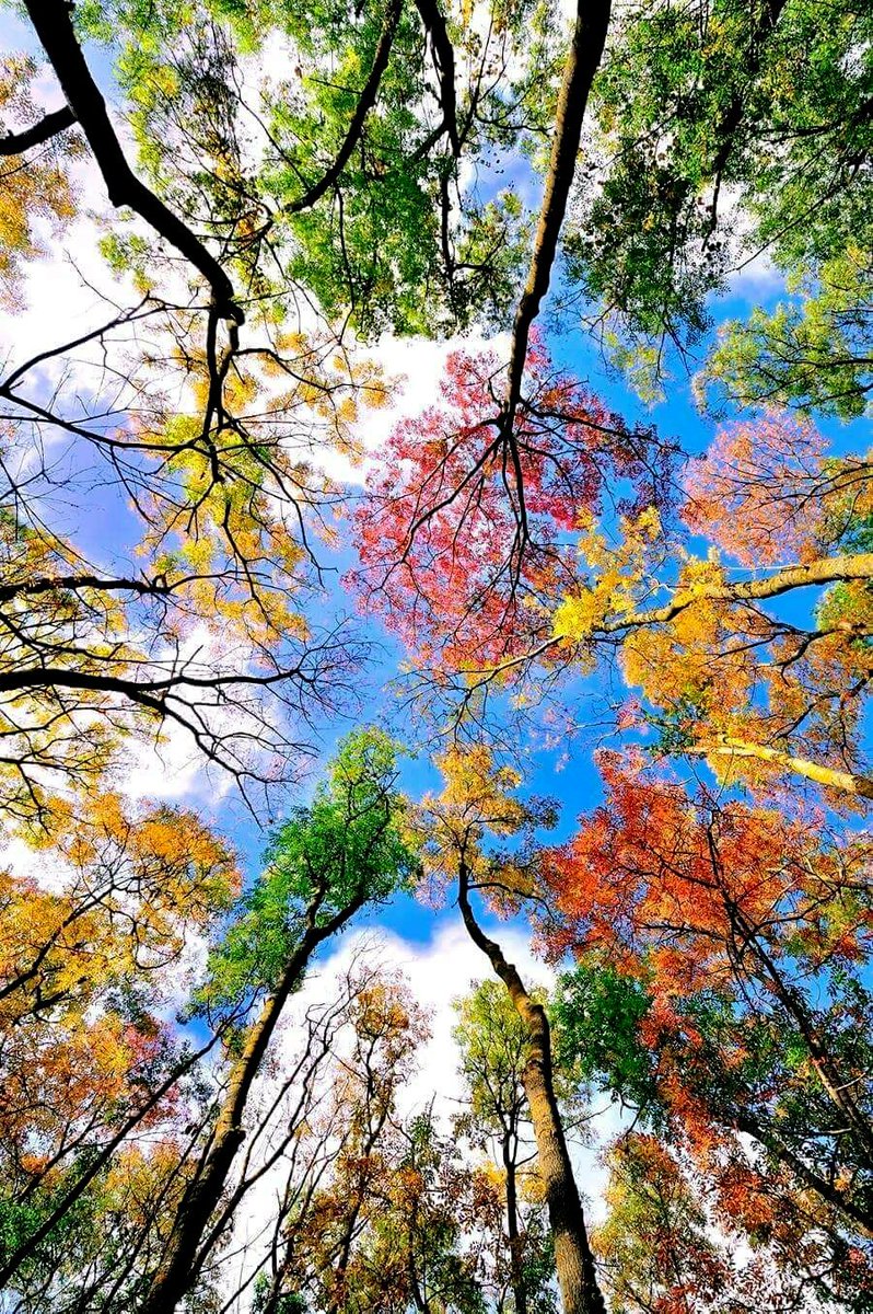 Намрын өнгө...