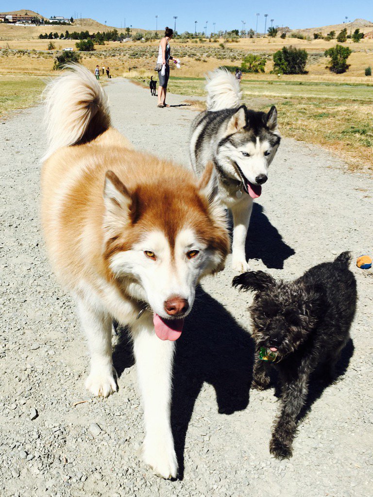 DogsOfReno's tweet photo. Those fur coats tho 😍 #dogsofreno https://t.co/BXOi1MTK1g