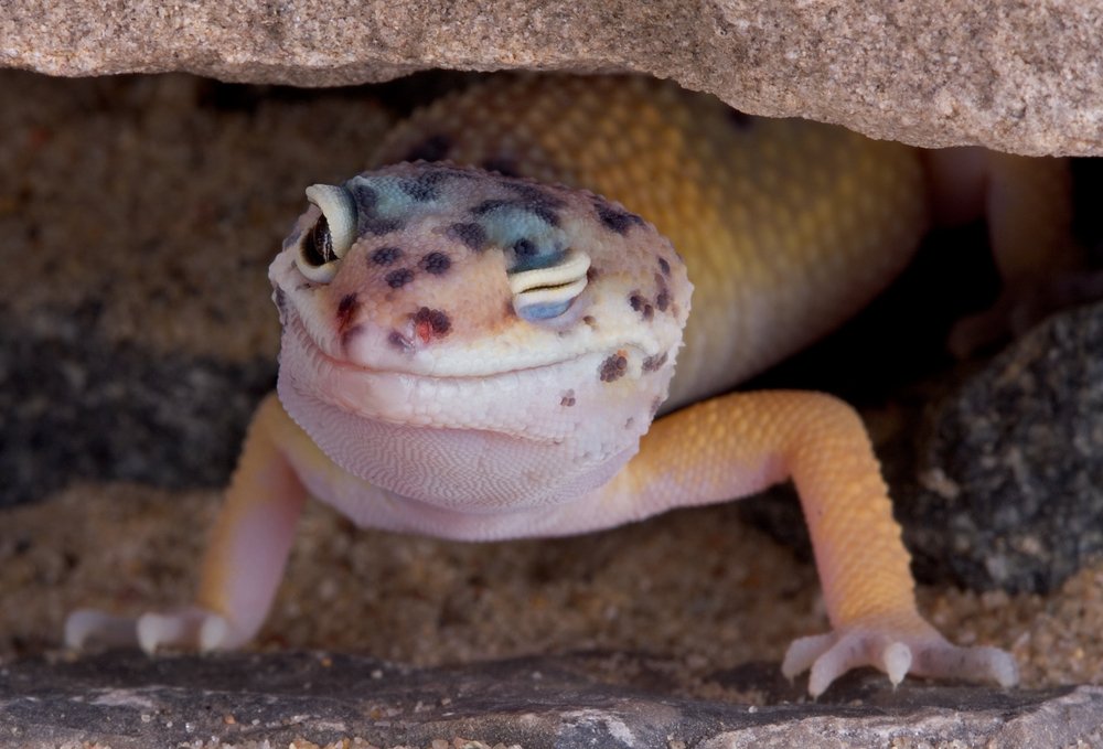 leopard gecko colors