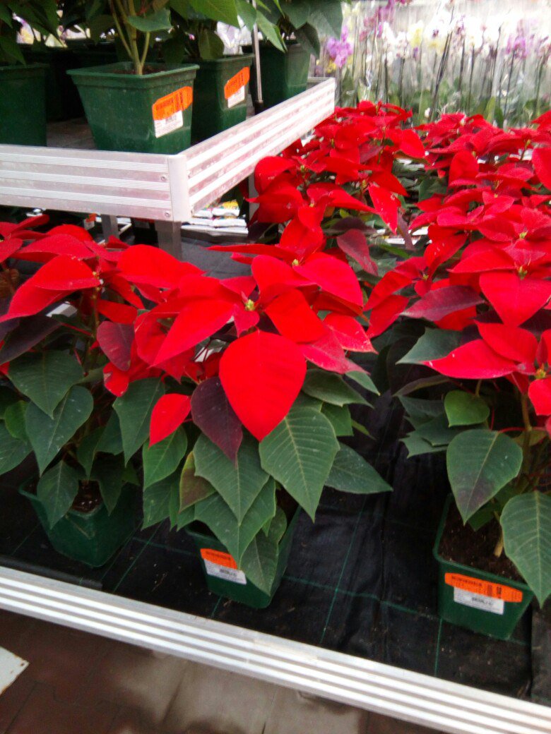 tasha_kri's tweet image. Я влюбилась в растение) При том, что я спокойно отношусь к комнатным растениям. Но это просто красота
#пуансеттия #цветы #цветыдома #красиво