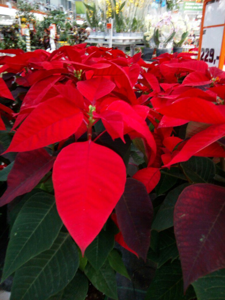 tasha_kri's tweet image. Я влюбилась в растение) При том, что я спокойно отношусь к комнатным растениям. Но это просто красота
#пуансеттия #цветы #цветыдома #красиво