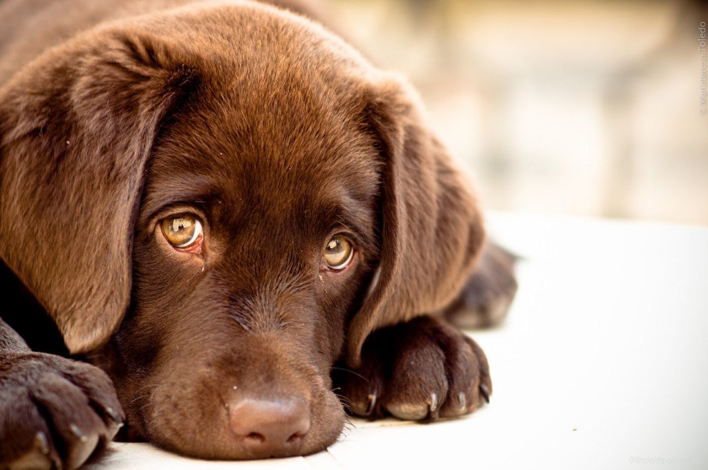 AnimalsDae's tweet photo. What You Never Knew Your Dog Knew https://t.co/WuD81cIsmr https://t.co/Fg92JYIC59