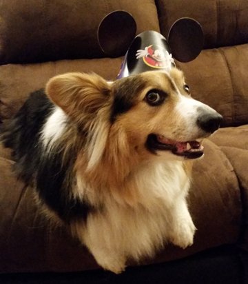 ZestTheCorgi's tweet photo. I celebrated turning 2 in style yesterday! https://t.co/wrOqWiAd37
