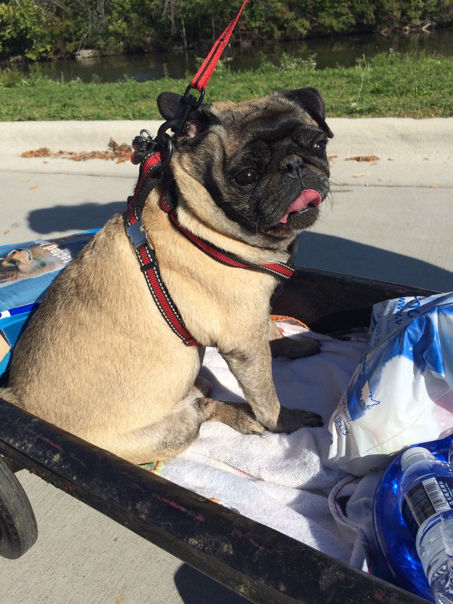 Little Otis is catching a ride in a wagon at @mhumane's MegaMarchForAnimals on Belle Isle.