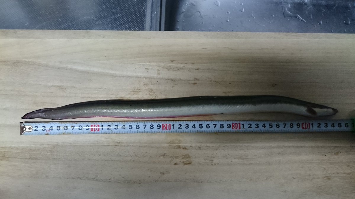 浜名湖うなぎ釣り