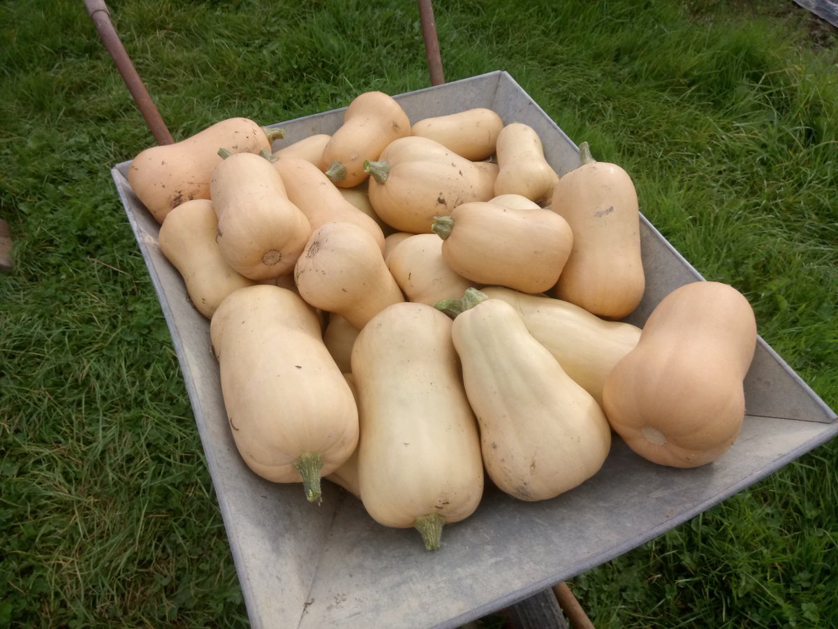 graham111's tweet photo. A good haul of butternut squash too.. 😁 https://t.co/zaLTyltrQr