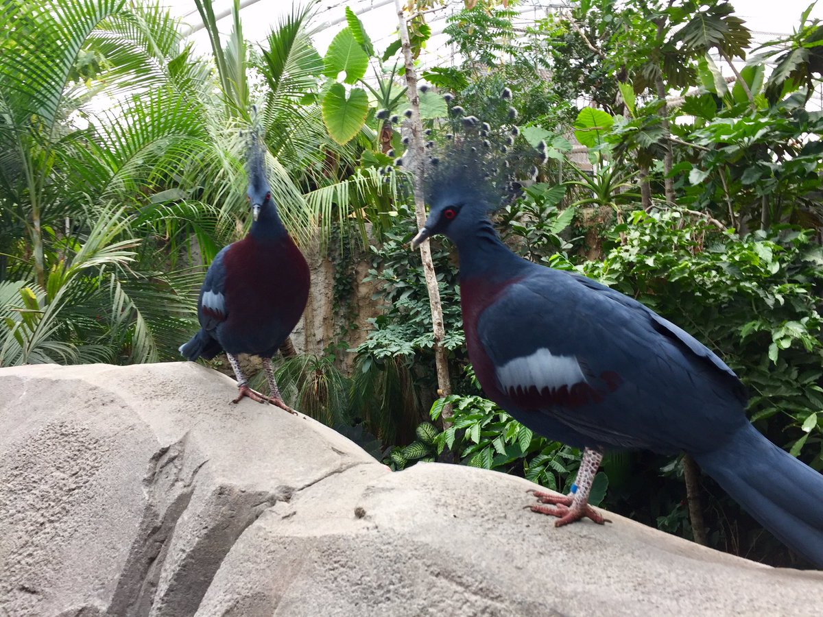 Zoo fun 🐯🦁🐻🐗 #WildSleepover #ChesterZoo #Cubs100