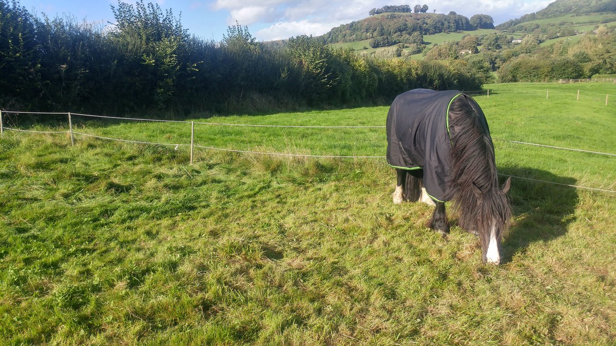 JoshNeateCD's tweet image. Nice day off for Molly today #sunday #sun #weekend #horses #pony #dayoff