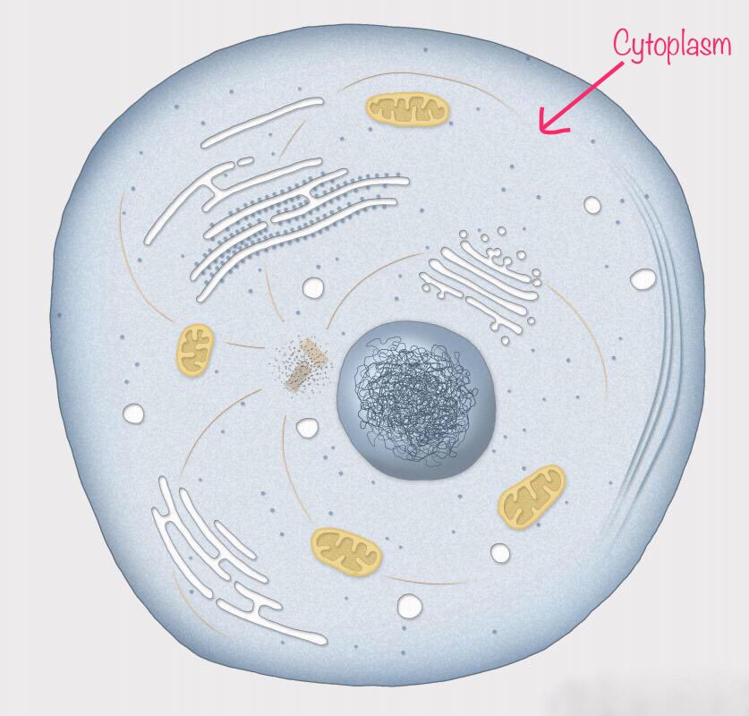 erhscytoplasm's tweet photo. Hello! Cytoplasm here. l'm the cell's internal sub-structure located in all of the "empty spaces" of the the cell membrane. #erhscells https://t.co/ZIarhHp7l6