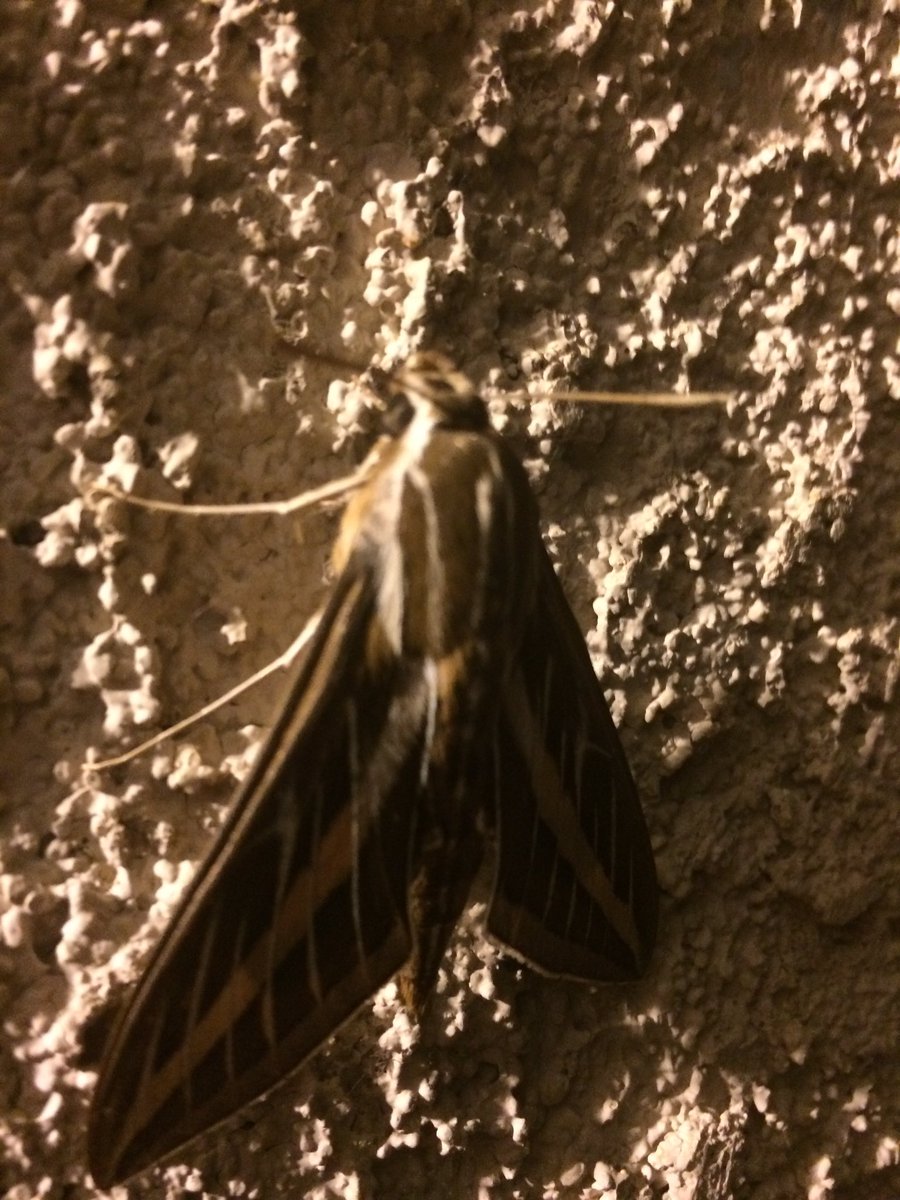 ChrisyCarl02's tweet photo. It tried to kill me last night https://t.co/WWIWeCN4Yx