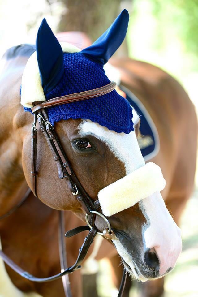VP Equestrian Center tweet media