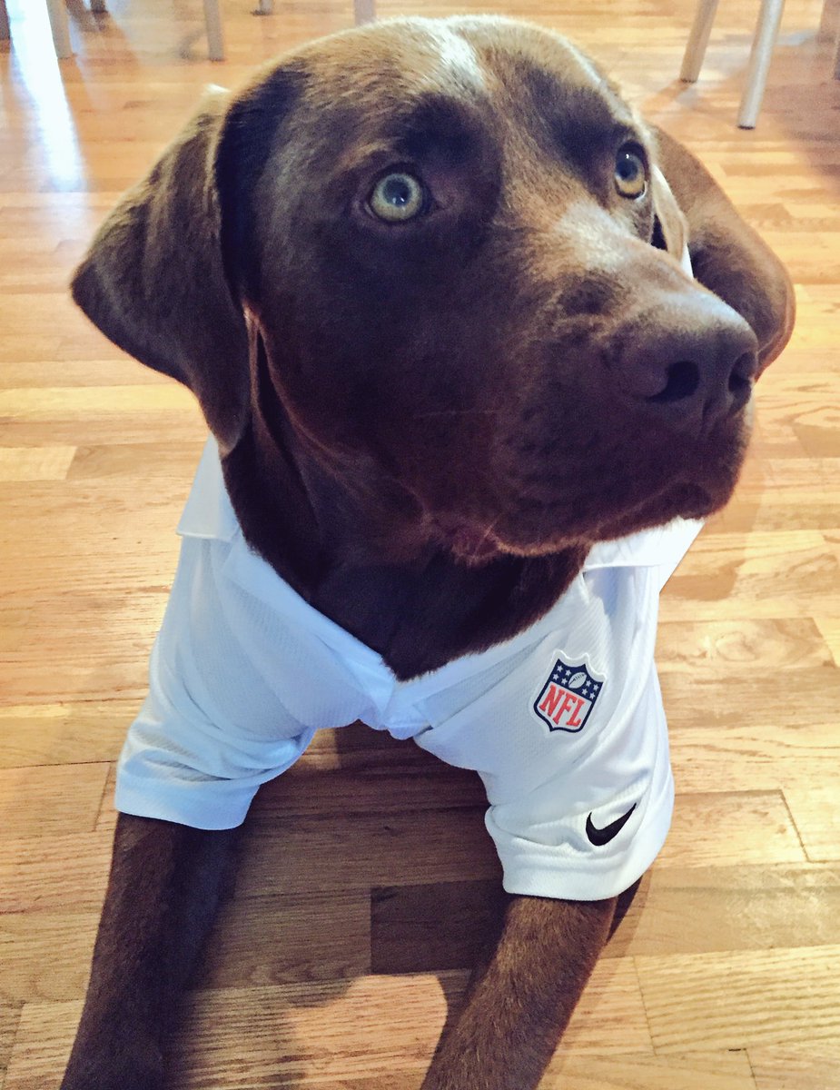 RyetheTurfDog's tweet photo. Don't worry, I'll blend right in @Seahawks #SFvsSEA #WhyCantIGo #DoesntLikeDaysOff #PuppyEyes https://t.co/TZv5AEbKXR