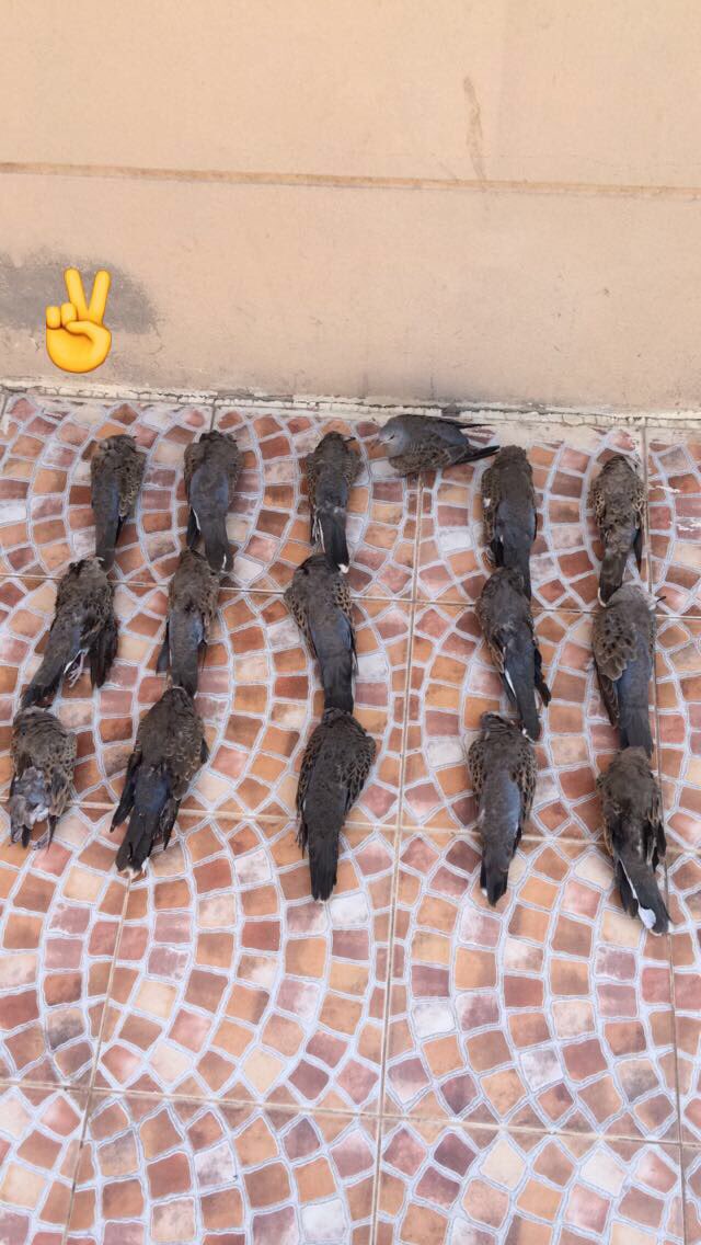 bark3333's tweet photo. Snipe_ksa صيداليوم ١٦ https://t.co/zWyQGT3tfK