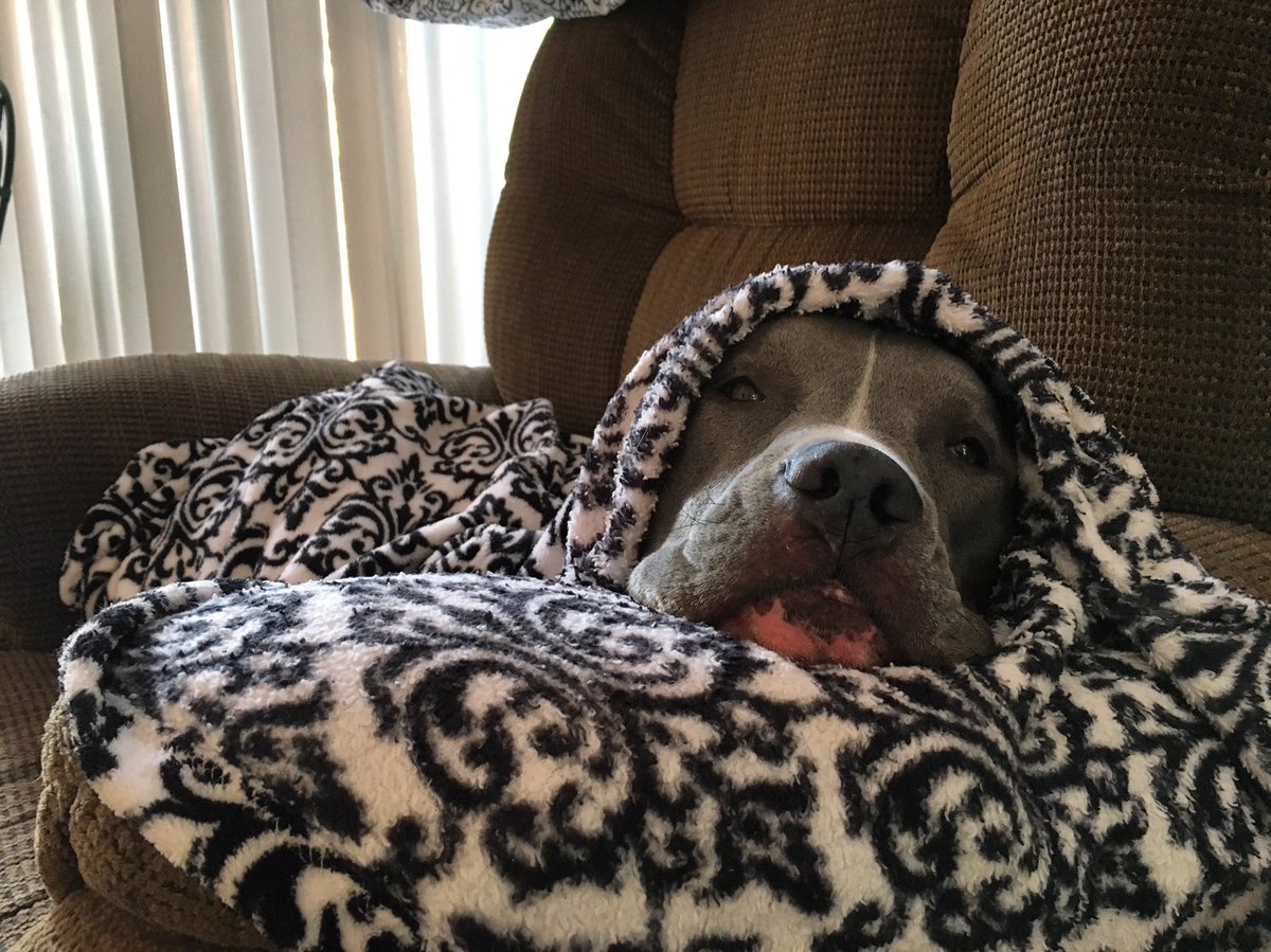 ConsciousK9's tweet photo. Deuce the burrito dog https://t.co/a3AN1loGRX