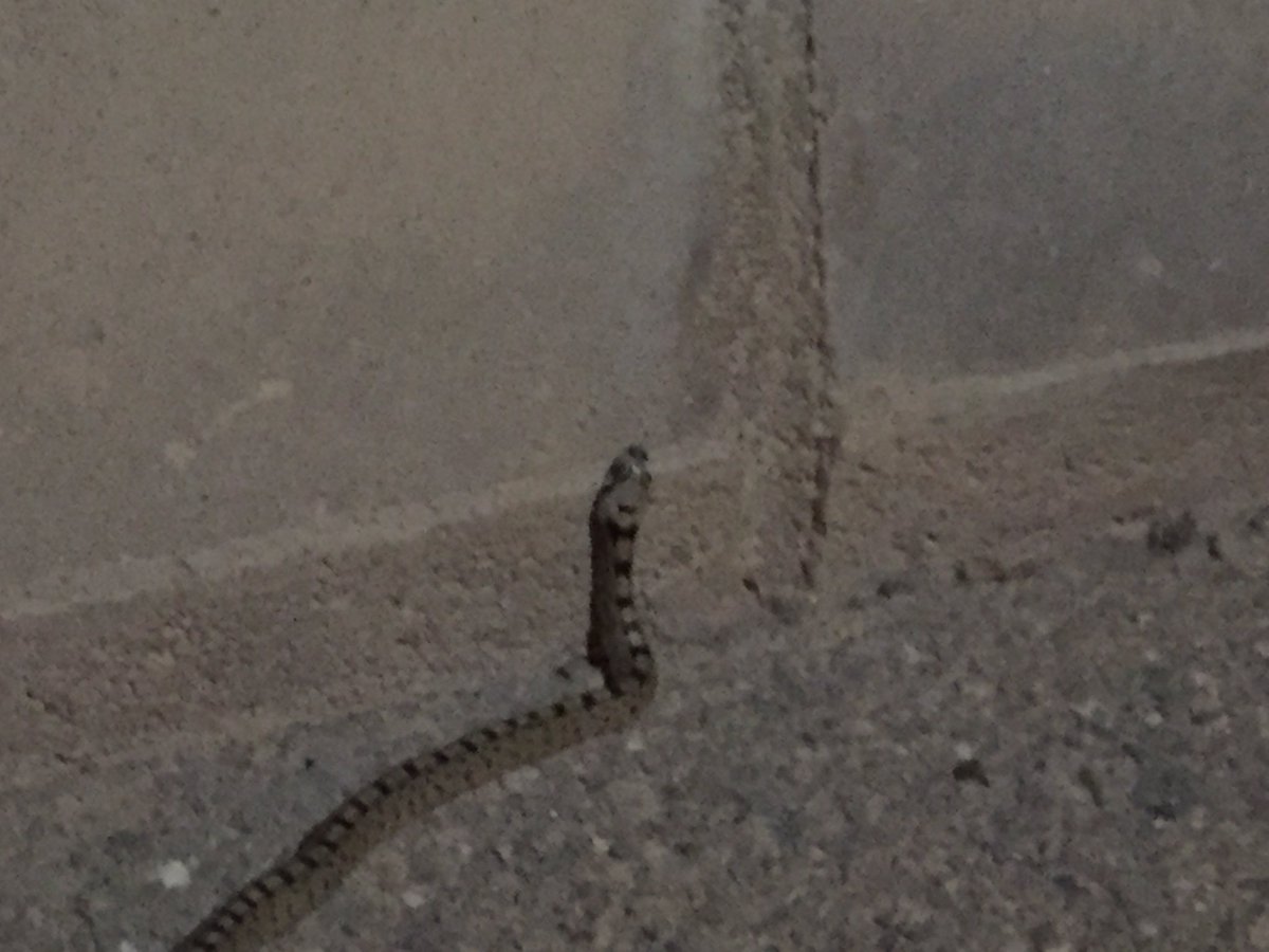 AngelBN3's tweet photo. Hola @Frank_Cuesta !! Tengo a esta visitante rondando por mi casa. Tengo q preocuparme? https://t.co/U9JUHinHUO