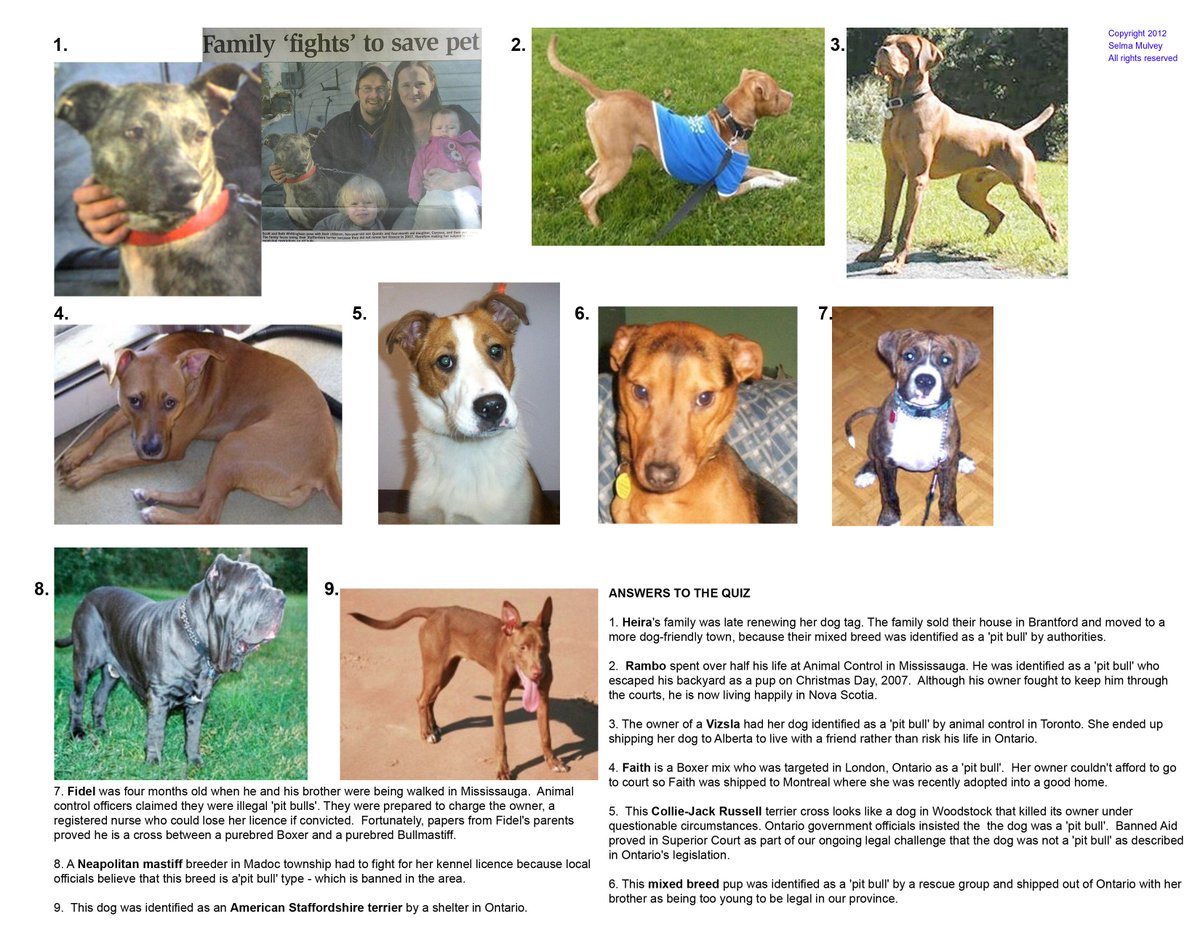 SelmaMulvey's tweet photo. Just a few dogs id'd as "pit bulls" in Ont by ACOs and shelter staff since 2005.  Get it yet?. #nobsl #fanatics #notabreed https://t.co/oASPITjHfg