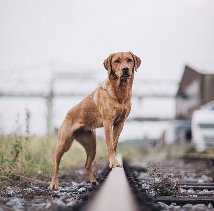 I'm going to stand outside. So if anybody asks, I'm Outstanding 🐾 
PhotoCred: loveoflabradors #sunday