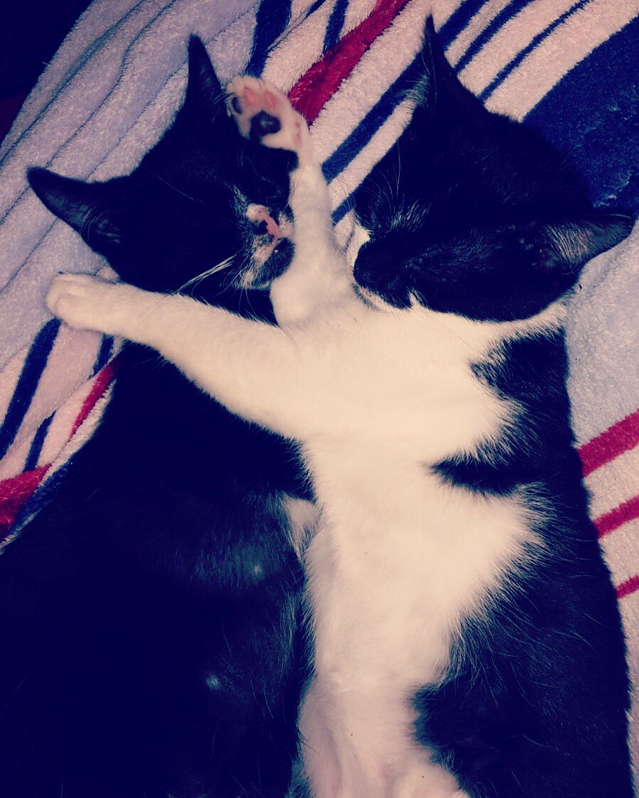 rebecca_steimer's tweet photo. Family is growing 😍 welcome Hope&amp;Izzy ❤️❤️❤️ #cat #cats #kitten #kitty #kittens #photooftheday #ilovemycat #lovecats #lovekittens #catlover https://t.co/Yo58zGgTgd