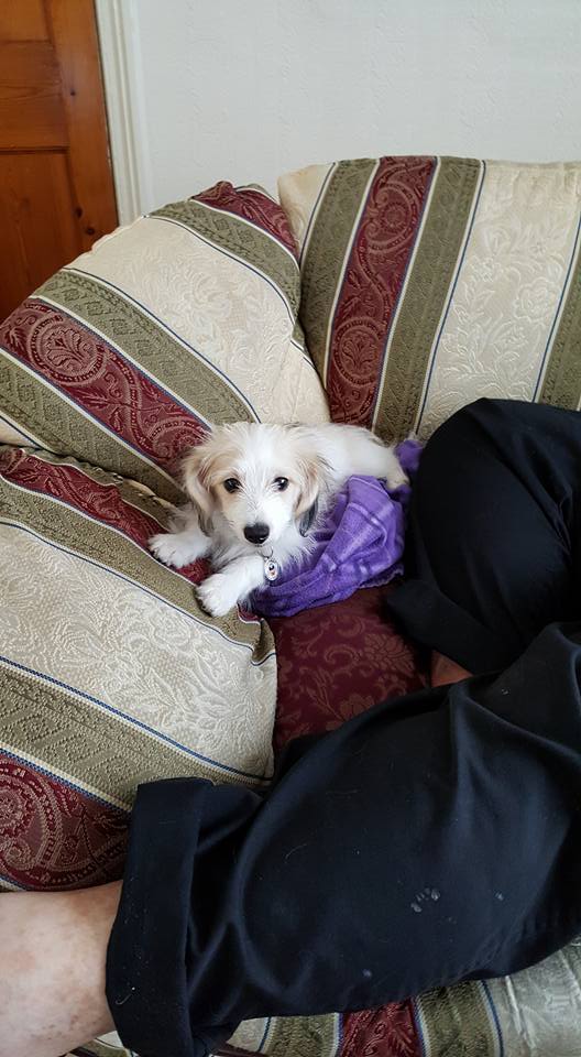 CatchingDream5's tweet photo. #Catchingdreamscrafts' new addition to the team

#bilbo #malshi #papchi #malshipapchi #puppylove #happydays https://t.co/Wy9jd3GUor