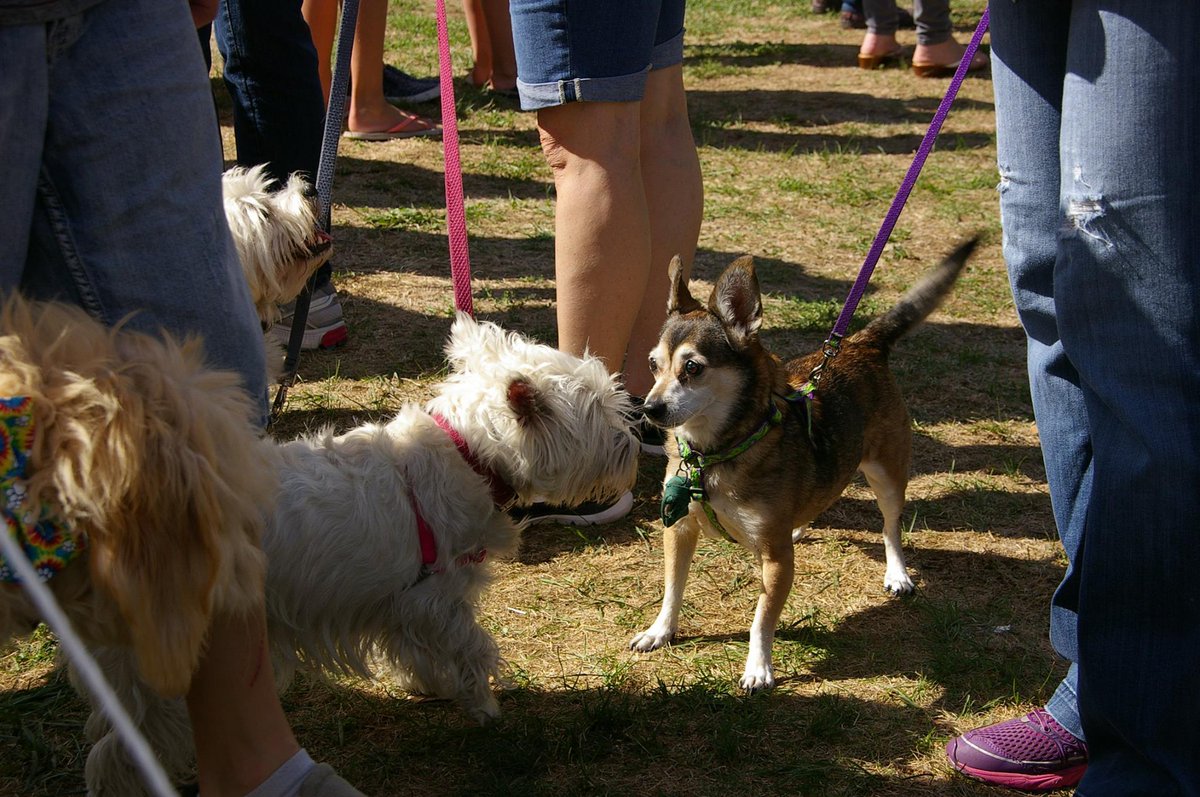 buddy dog woofstock