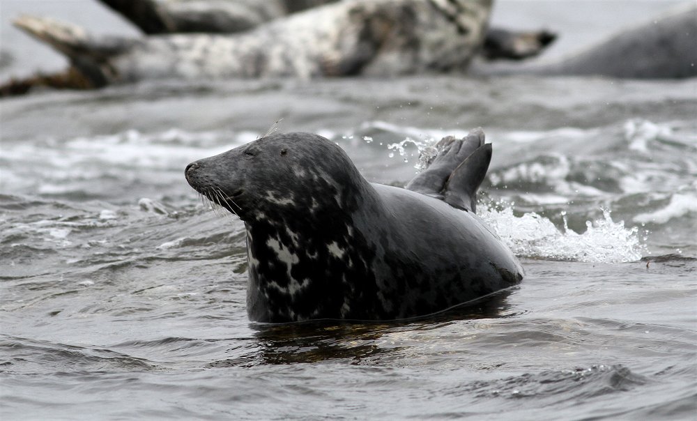 British Mammals tweet media