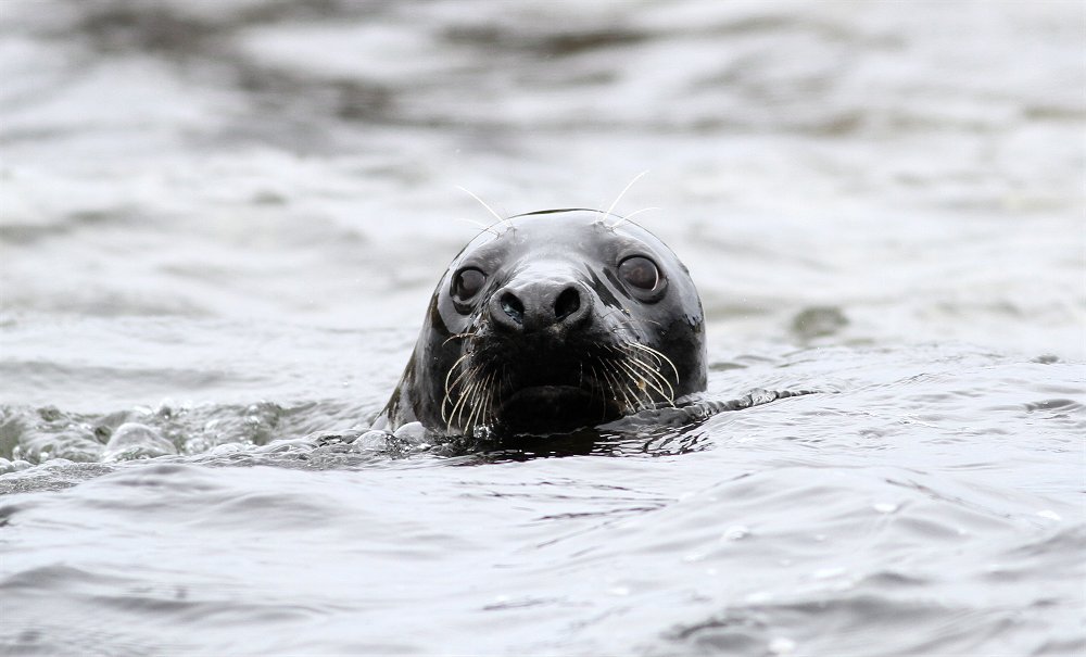 British Mammals tweet media