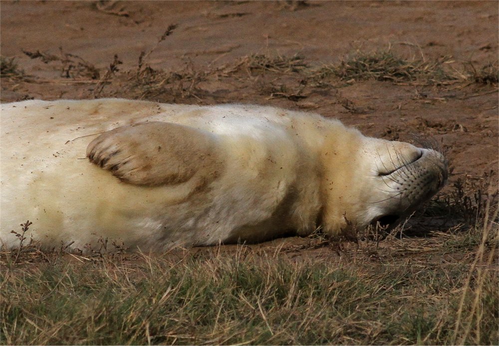 British Mammals tweet media