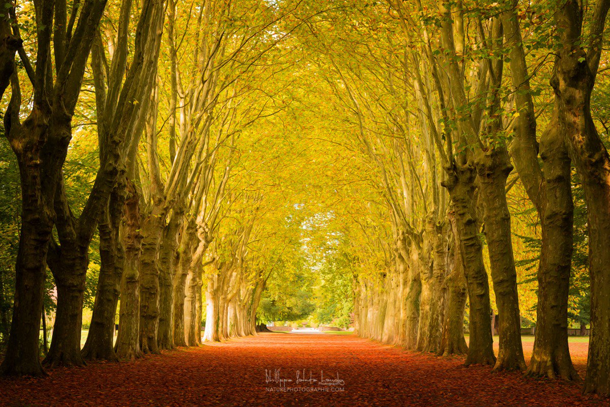P_SainteLaudy's tweet photo. NATUREPHOTOGRAPHIE | L'arche d'or https://t.co/lpPnwLsZX8 #automne #blog #top50 https://t.co/TTwLdYi8h6