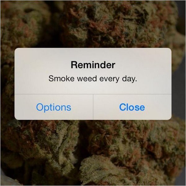 STONERClTY's tweet image. 