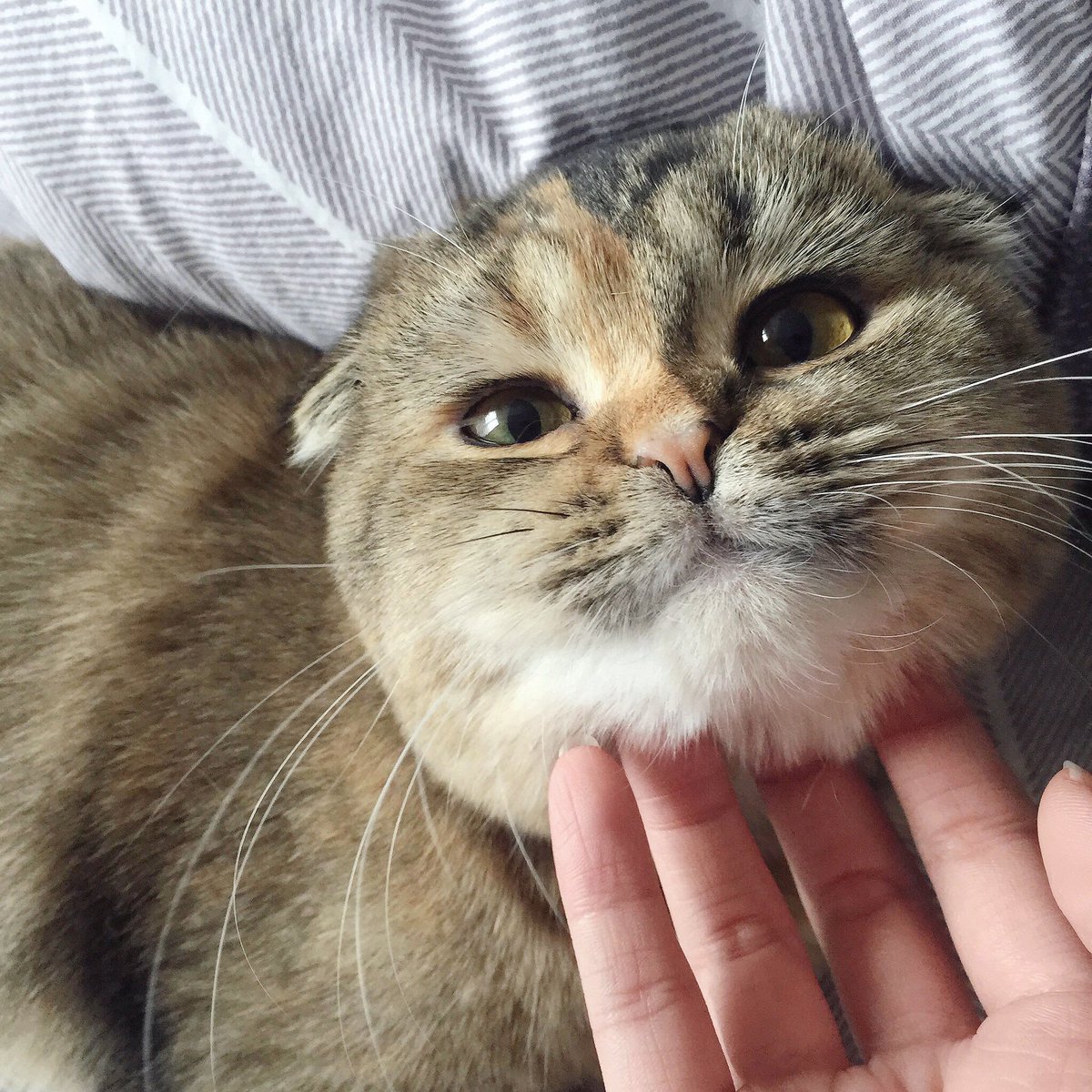 Bonusiie's tweet photo. แกมาเลียหน้าฉันแต่เช้าเพื่อให้ฉันตื่นมานั่งเกาคางอ้วนๆของแกแค่นี้!? นังบ้า! #ทาสแมว https://t.co/3mFzBHcegA