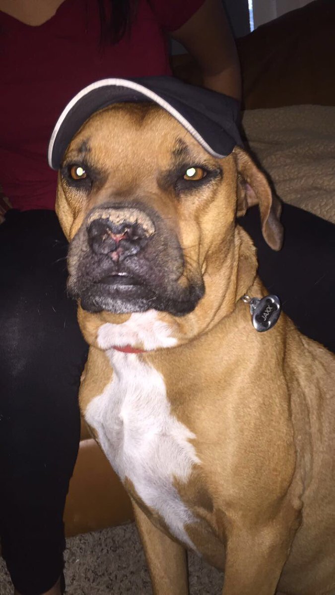 dog with nike hat
