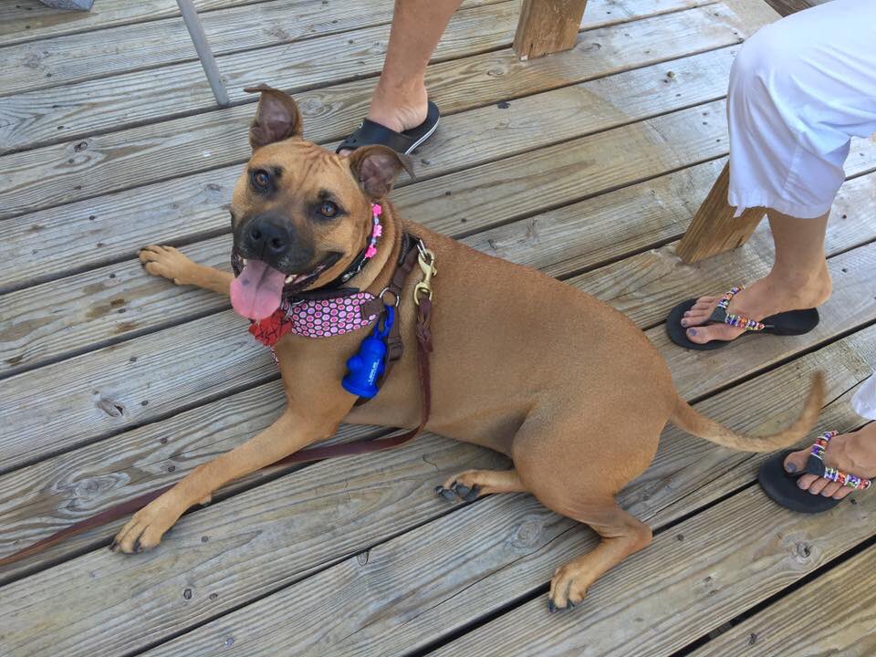 FBPetsAlive's tweet photo. #BigBenTavern owned by #AnimalLovers #yappy hour was a hit with great food, beer, music, dog treats, ball game. https://t.co/n8aAdvzNu7