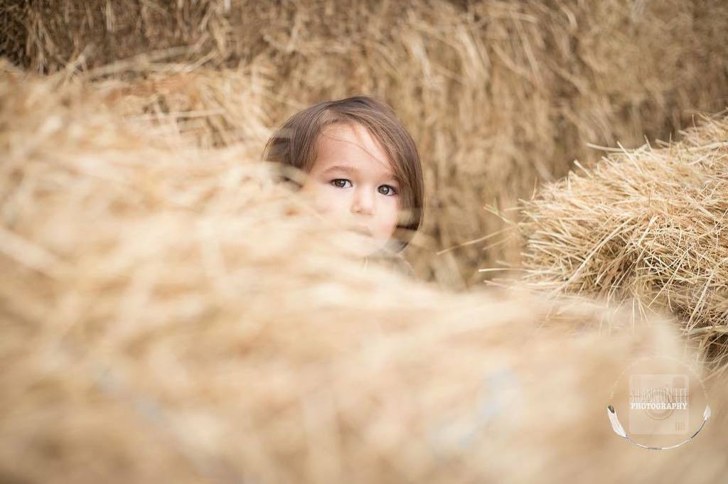 Shannonleephoto's tweet photo. My little man. #shannonleephotography #fall #haymaze #bartonorchards #canon #canongirl #canon6d #50mm #cmglimpse #c… https://t.co/5AiCoi56iu