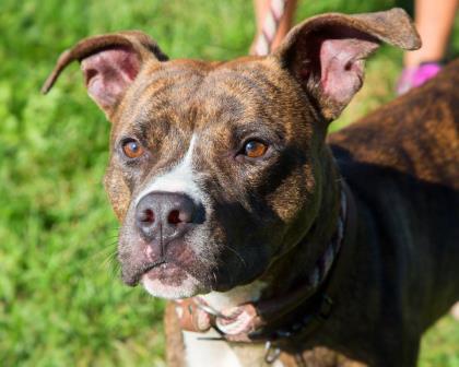 KarenSConniff's tweet photo. #Ajax #CLE #OH #Adopt citydogs@city.cleveland.oh.us https://t.co/p2SB5yMS8P … … … … … …  @DogRescueTweets @NoKill20kmLife https://t.co/SZ3X9er3Z6