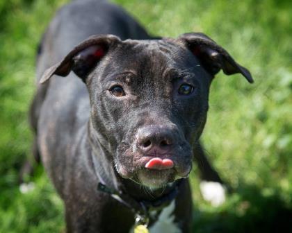 KarenSConniff's tweet photo. #Annabelle #CLE #OH #Adopt citydogs@city.cleveland.oh.us https://t.co/p2SB5yMS8P … … … … … …  @DogRescueTweets @NoKill20kmLife https://t.co/cs1jVFQ9Kl