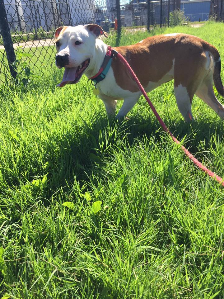 KarenSConniff's tweet photo. #Grace #CLE #OH #Adopt citydogs@city.cleveland.oh.us https://t.co/p2SB5yMS8P … … … … … …  @DogRescueTweets @NoKill20kmLife https://t.co/3PTCgCNcZo