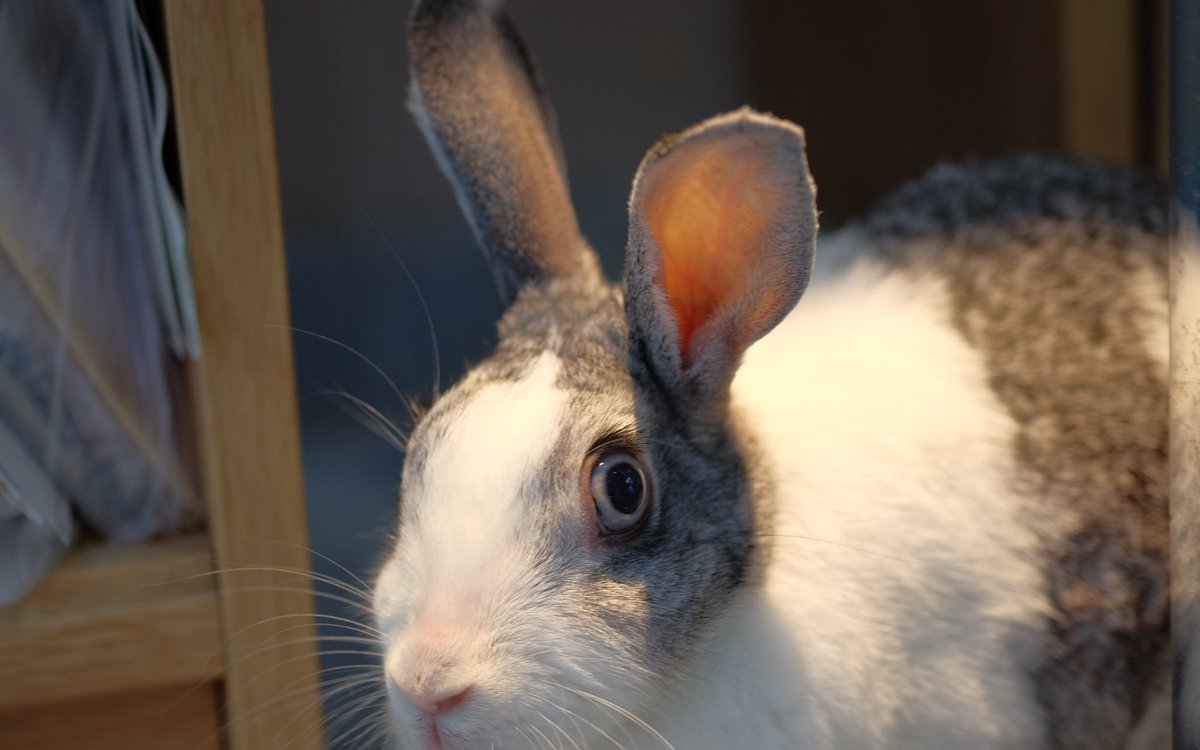 今野 滋 On Twitter 電磁波過敏症 無線lan電波でウサギが怖がる 無線lanルーターを買ってきた 試用していたところウサギ さんが足ダンを始めた 偶然を疑い何度か試したが 通信時にウサギさんが怯える 私は過敏症ではないが重圧感は感じている Https T