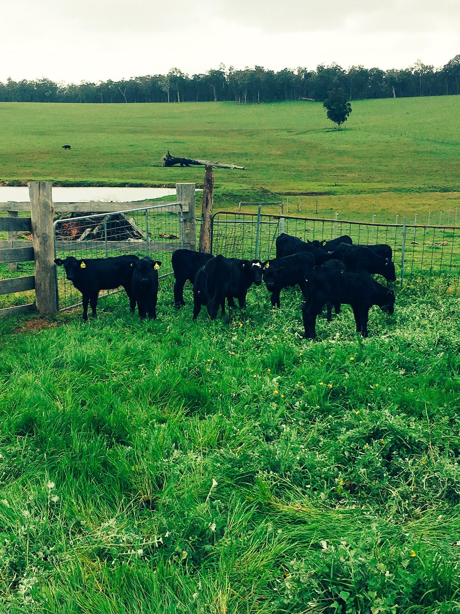 Early morning feeds of the 24 replacement heifers in Balingup #ferneyhollow #firsttweet #loveyourcows <a href="/mack846/">Andrew Mackie</a>