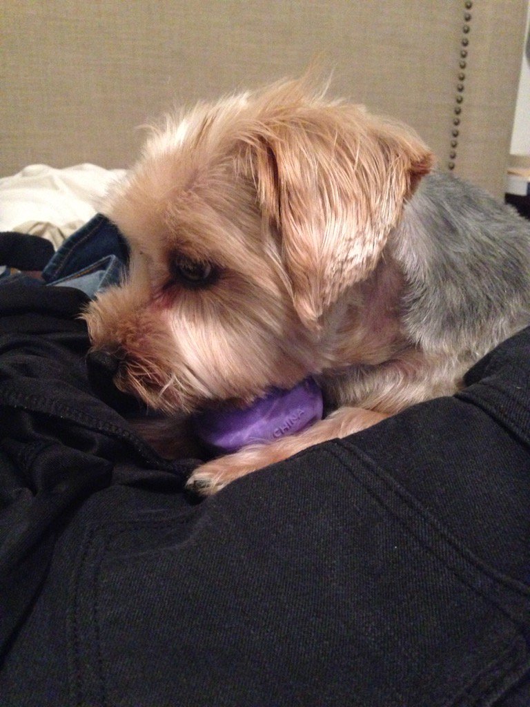 manicmikki's tweet image. Yes I love my new ball...now leave us be.#Chewe