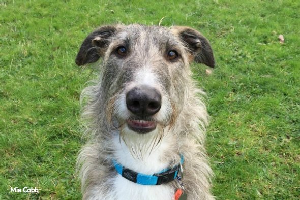 Scientific American tweet media