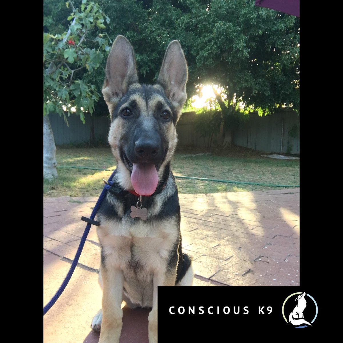 ConsciousK9's tweet photo. Our #boardandtrain #contest #winner Kona has arrived. #dogtraining #OrangeCountry #California #gsd stay tuned for her progress. https://t.co/nHqzy0MSfY