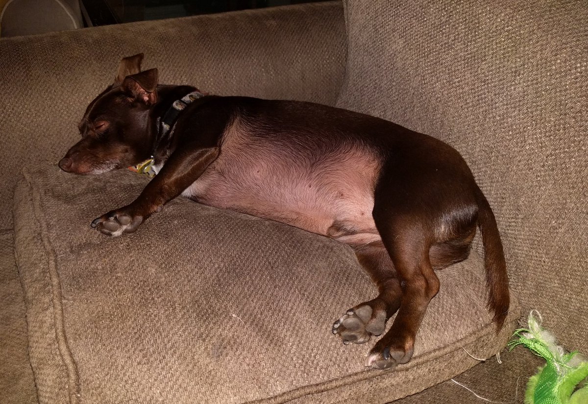 Atlas_Chiweenie's tweet image. Brushing up on my Zombie hunting skills, watching #FearTWD #ZSHQ #FearTheWalkingDead #lazysundays