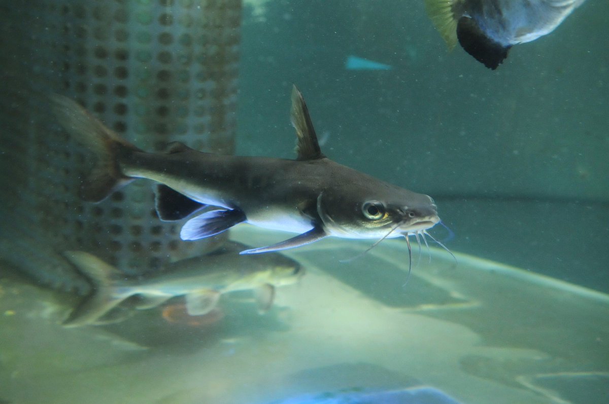 東京タワー水族館 でした בטוויטר お客さんから サメの仲間ですか と訊かれるこの魚は アメリカン シャークキャット 確かにナマズらしからぬシュッとした体型で 銀色に輝く体もサメを連想させますね アメリカゾーン近くのテッポウウオ水槽で展示中です ノ 東京タワー水族館 でした בטוויטר お客さんから サメの仲間ですか と訊かれるこの魚は アメリカン シャークキャット 確かにナマズらしからぬシュッとした体型で 銀色に輝く体もサメを連想させますね アメリカゾーン近くのテッポウウオ水槽で展示中です ノ