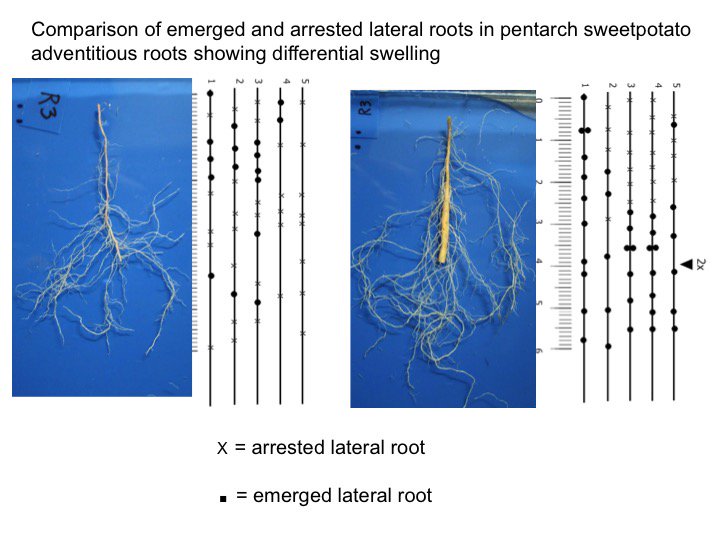 Converting 3D root architecture to x's & o's reveals 'punch card' program for #sweetpotato root. Arrested lateral root=I/O error=no swelling
