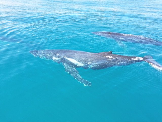 QuickCatII's tweet image. Philip &amp;amp; Sylvia have come from Gloucestershire UK to see the whales they have enjoyed it so much today is thier 5th trip @QuickCatII